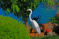 Great White Egret in Cypress, TX Royalty Free Stock Photo