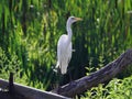 Close-up of a Great White Egret sunning on a creek side log Royalty Free Stock Photo