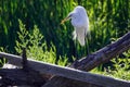 Close-up of a Great White Egret sunning on a creek side log Royalty Free Stock Photo