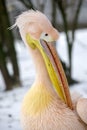 Close up of a great white pelican