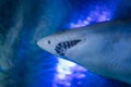 Close up of the Great white shark underwater Royalty Free Stock Photo