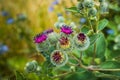 Close up of greater burdock, edible burdock flowers, beggar's buttons, thorny burr or gobÃÂ (Arctium lappa Royalty Free Stock Photo