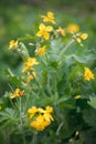 Close up of a greater celandine Royalty Free Stock Photo