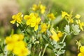 Close up of greater celandine or tetterwort Chelidonium majus. Royalty Free Stock Photo