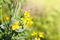 Close up of greater celandine or tetterwort Chelidonium majus. Royalty Free Stock Photo