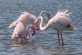 Close up of Greater Flamingos Phoenicopterus roseus in the Camargue, Bouches du Rhone, France Royalty Free Stock Photo