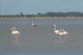 Close up of Greater Flamingos Phoenicopterus roseus in the Camargue, Bouches du Rhone South of France Royalty Free Stock Photo