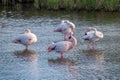 Close up of Greater Flamingos Phoenicopterus roseus in the Camargue, Bouches du Rhone South of France Royalty Free Stock Photo