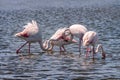 Close up of Greater Flamingos Phoenicopterus roseus in the Camargue, Bouches du Rhone South of France Royalty Free Stock Photo