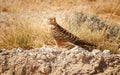 Close up Greater Kestrel, Falco rupicoloides, african  bird of prey feeding on a small bird. White-eyed kestrel on the ground with Royalty Free Stock Photo