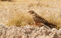 Close up Greater Kestrel, Falco rupicoloides, african bird of prey feeding on a small bird. White-eyed kestrel on the ground with