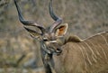 Close up of greater kudu in South Africa Royalty Free Stock Photo