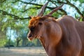 Close up of the Greater kudu antelope standing in African bushes