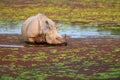 Close-up of a greater one-horned rhino feeding at Kaziranga