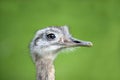 Close up of a Greater Rhea Royalty Free Stock Photo