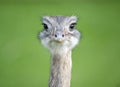 Close up of a Greater Rhea