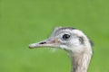 Close up of a Greater Rhea Royalty Free Stock Photo