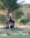 Close up of a greater rhea with chicks in grass Royalty Free Stock Photo