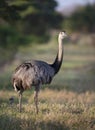 Close up of a greater rhea in a meadow Royalty Free Stock Photo