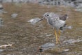 Close-up of Greater Yellowlegs walking in river
