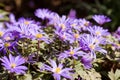 Close up of a grecian wildflower Royalty Free Stock Photo