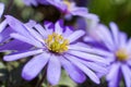 Close up of a grecian wildflower Royalty Free Stock Photo