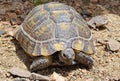 The Greek tortoise , Testudo graeca ibera Royalty Free Stock Photo