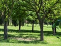 close up of green acacia trees in the park