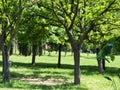 close up of green acacia trees in the park