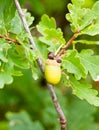 close up of green acorn single on tree detail sharp Quercus robur Royalty Free Stock Photo