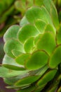 Green Aeonium succulent plant Royalty Free Stock Photo