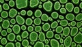 A close up of a green algae