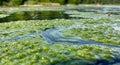 Close Up of Green Algae Blooming on a Calm River Surface Royalty Free Stock Photo