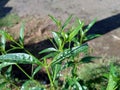 Close up green Andrographis paniculata creat, sambiloto, green chireta in the nature.  It is an annual herbaceous plant in the f Royalty Free Stock Photo