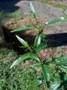 Close up green Andrographis paniculata creat, sambiloto, green chireta in the nature.  It is an annual herbaceous plant in the f Royalty Free Stock Photo