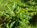 Close up green Andrographis paniculata creat, sambiloto, green chireta in the nature.  It is an annual herbaceous plant in the f Royalty Free Stock Photo