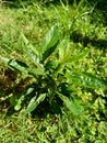 Close up green Andrographis paniculata creat, sambiloto, green chireta in the nature.  It is an annual herbaceous plant in the f Royalty Free Stock Photo