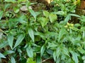 Close up green Andrographis paniculata creat, sambiloto, green chireta in the nature.  It is an annual herbaceous plant in the f Royalty Free Stock Photo