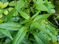 Close up green Andrographis paniculata creat, sambiloto, green chireta in the nature.  It is an annual herbaceous plant in the f Royalty Free Stock Photo