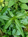 Close up green Andrographis paniculata creat, sambiloto, green chireta in the nature.  It is an annual herbaceous plant in the f Royalty Free Stock Photo