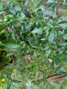 Close up green Andrographis paniculata creat, sambiloto, green chireta in the nature.  It is an annual herbaceous plant in the f Royalty Free Stock Photo