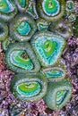 Close up of green anemones at low tide on beach