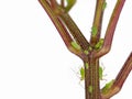 Close up of green aphids, Sternorrhyncha on stalk of a chilli plant isolated on white background with copy space