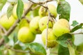 Close-up of green apple branch as eco farming Royalty Free Stock Photo