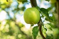 Green apple hanging off a branch