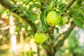 Green apples hanging off a branch