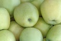 Close up of green apples Royalty Free Stock Photo