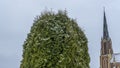 A close-up of a green arborvitae against a cloudy sky and the high spire of a church. Space for text Royalty Free Stock Photo