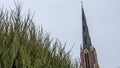 A close-up of a green arborvitae against a cloudy sky and the high spire of a church. Space for text. Royalty Free Stock Photo