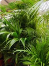 Close up of green areca palm plant, indoor palm tree. Howea forsteriana, Arecaceae, Palmae. Fresh green tropical palm leaves